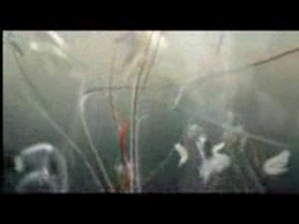 Bjork - Oceania