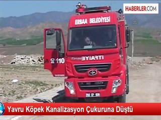 Yavru Köpek Kanalizasyon Çukuruna Düştü