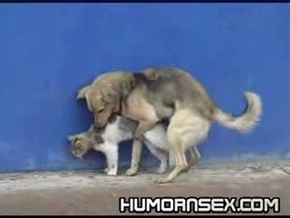 chien vs chat