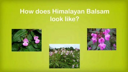 Himalayan Balsam & Invasive Plant Control 🌿