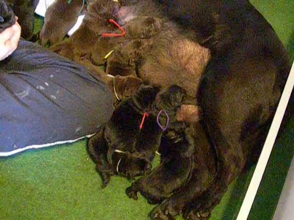 chiots labradors noirs et chocolats 3