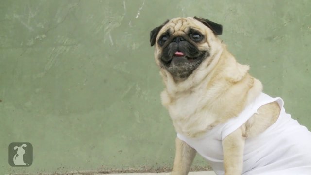 Die Hard Adorably Recreated With Pugs