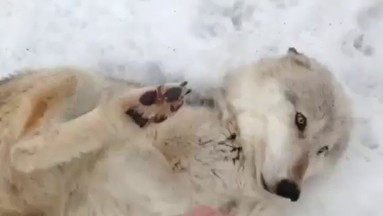Faire des calins à un LOUP! Classe...