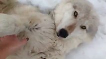 Adorable Wolf Loves Belly Rubs
