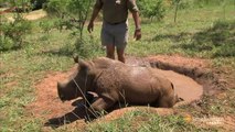 Un bébé rhinocéros recueillit par un homme! Magique!!!