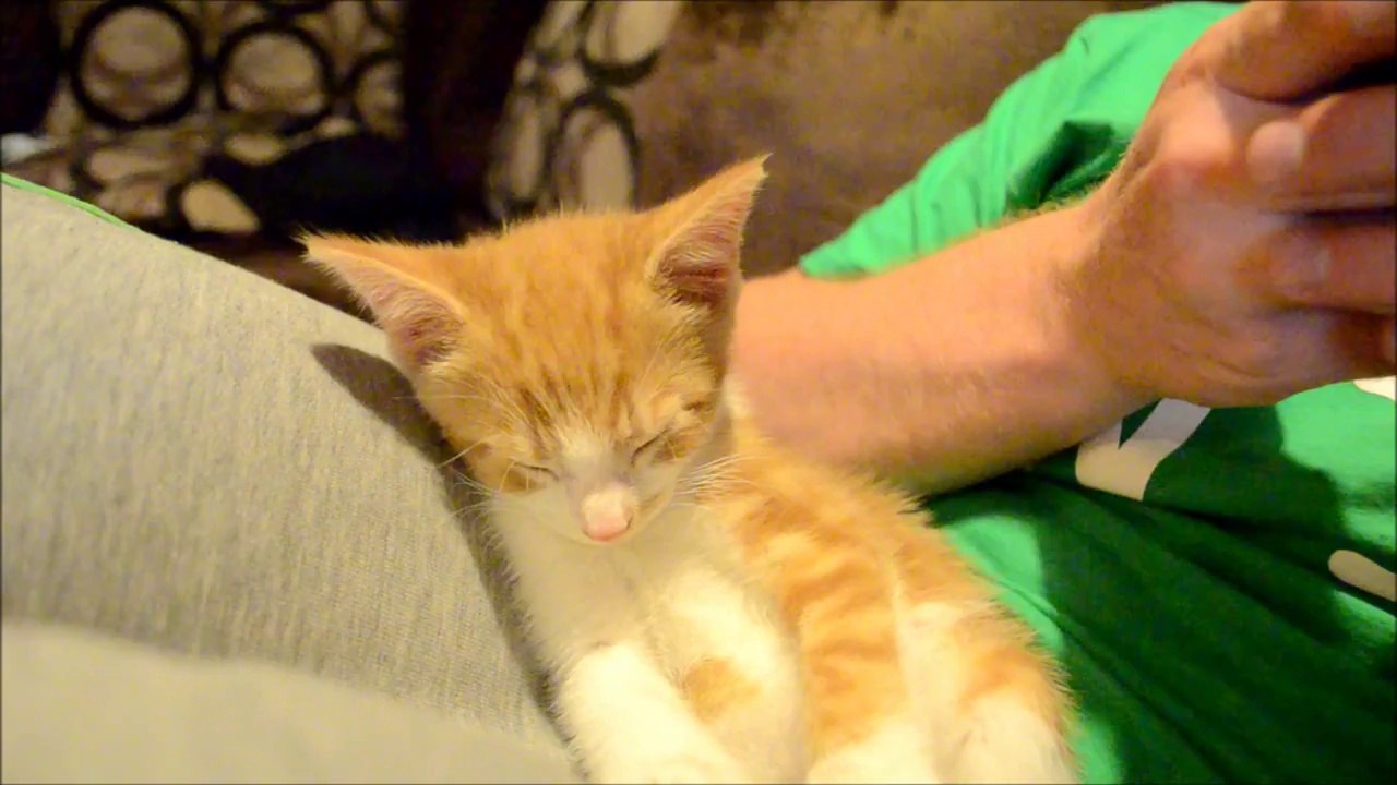 Chaton lutte contre le sommeil