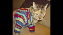 99 Cats Wearing Sweaters... [HILARIOUS]