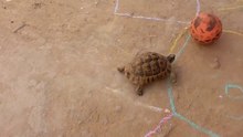 Turtle messi