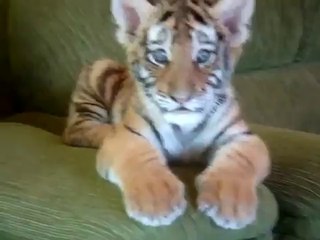 Tiger cub playing with a dog