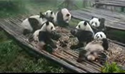 Pandas having breakfast