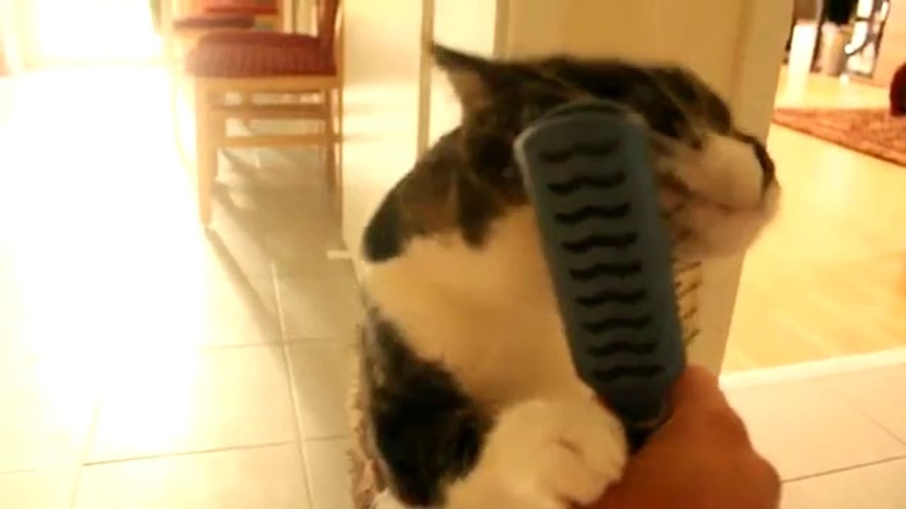 Cat brushes herself