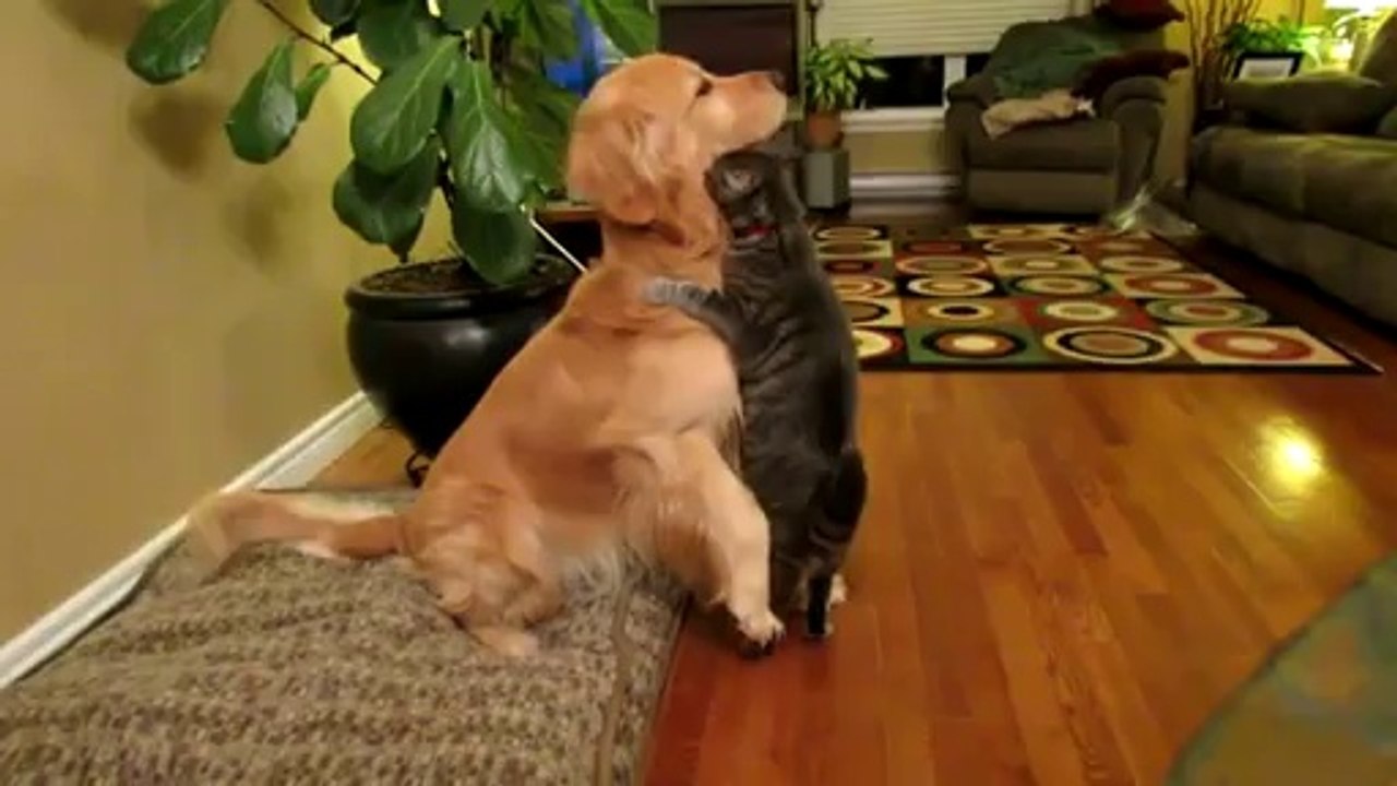 When A Cat Loves A Dog