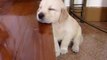 Cute Golden Retriever Puppy Falling Asleep