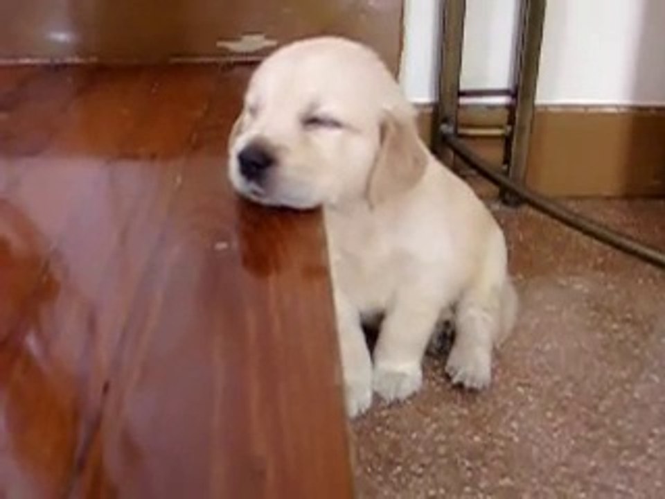 Cute Golden Retriever Puppy Falling Asleep