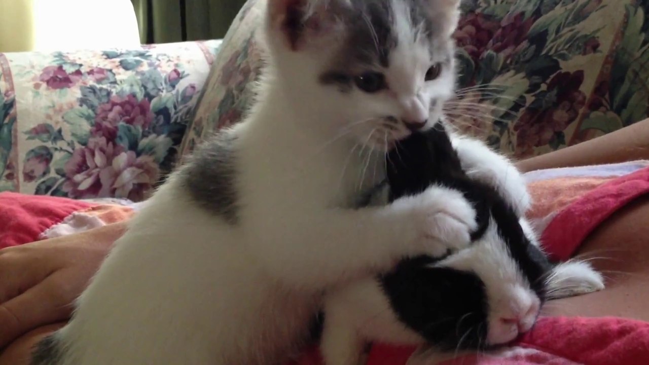 Kitten Cleaning Bunny