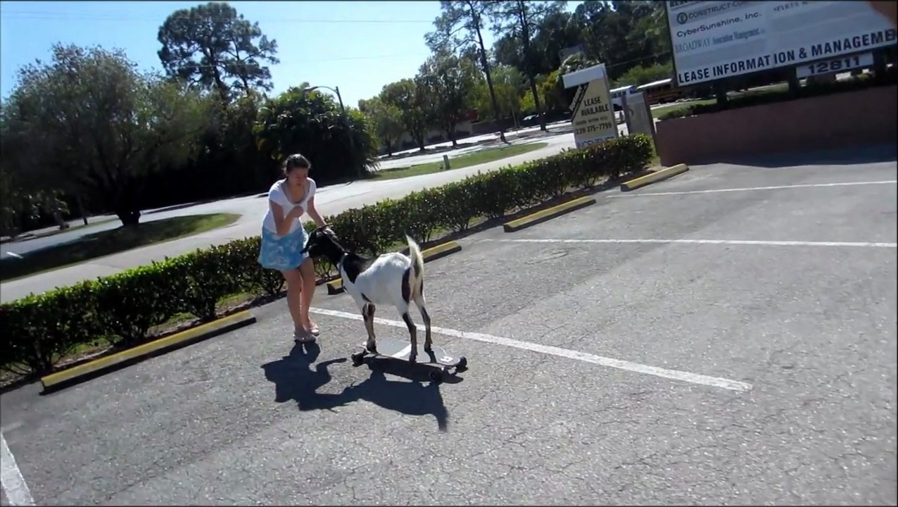 Skateboarding Goat Sets Guinness World Record