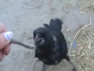 RYAN, PET CROW AND JODY PLAY FETCH