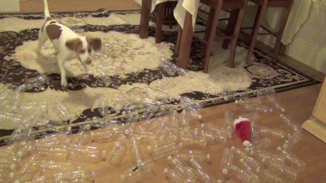 Dog Receives 210 Bottles for Christmas