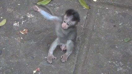 Baby Monkey Love ( 2 monkeys hugging )