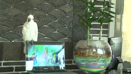 Crazy, and amazing Parrot singing Gangnam style