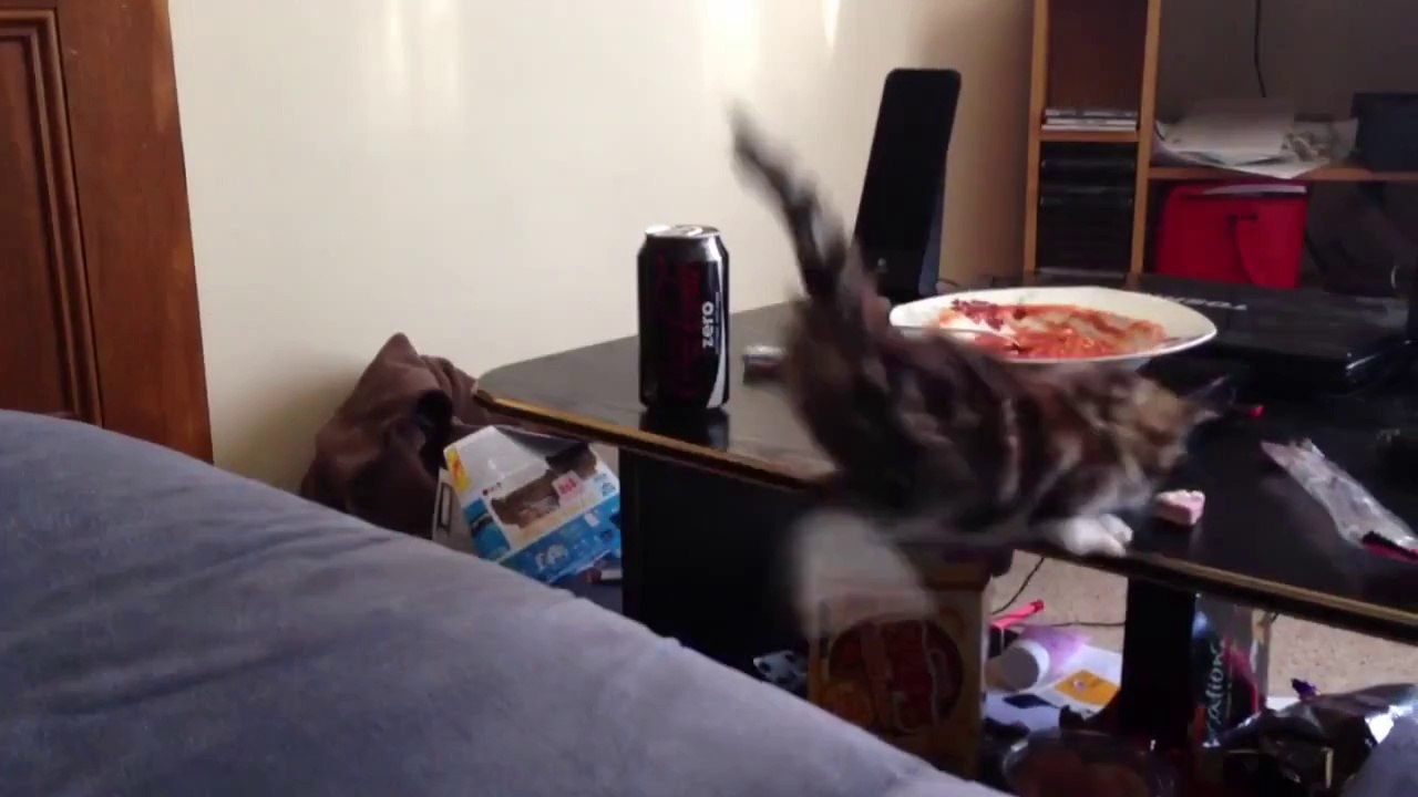 Lynx Jumping Fail