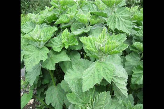 Plant Physician : Healing Using Plants