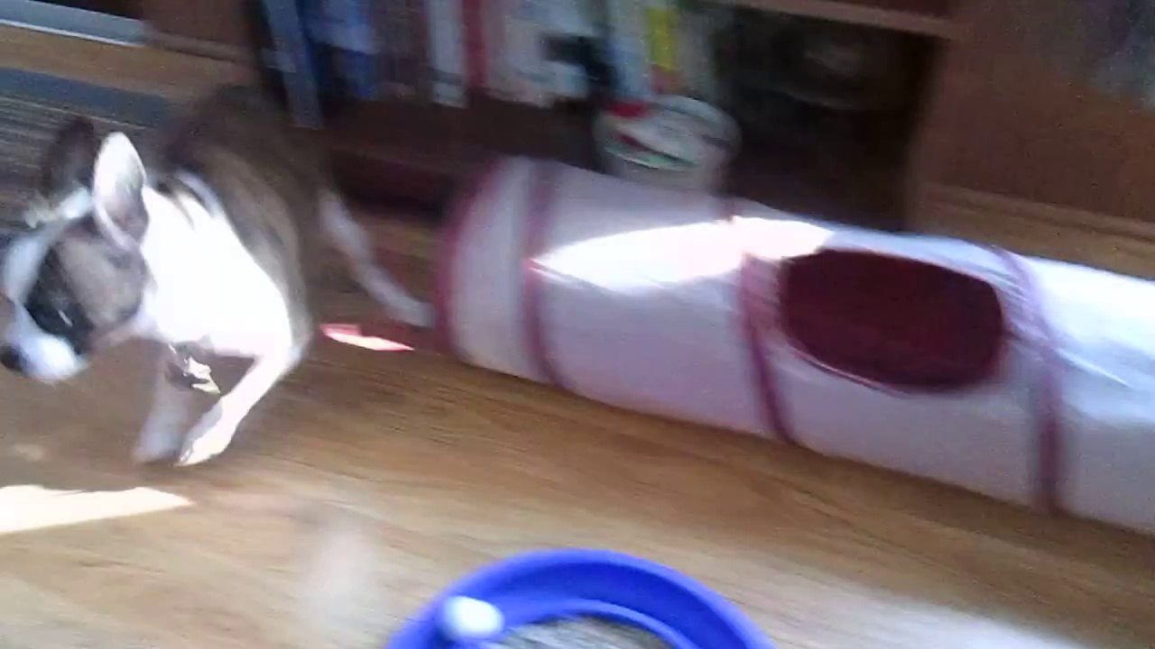 Sophie is Camera Shy
