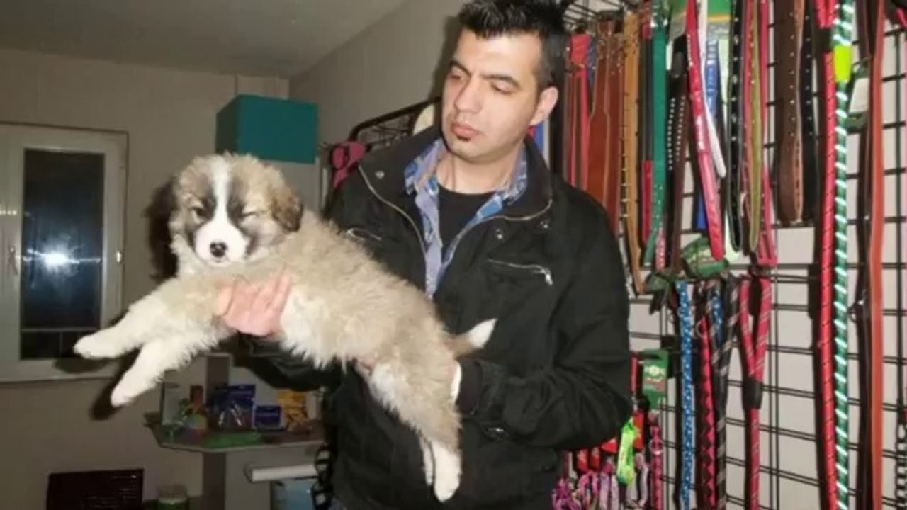 satılık kafkas çoban yavruları iletişim için _ 0543 659 72 02