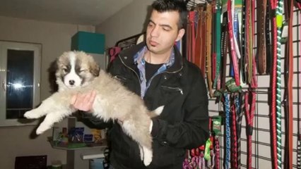 satılık kafkas çoban yavruları iletişim için _ 0543 659 72 02