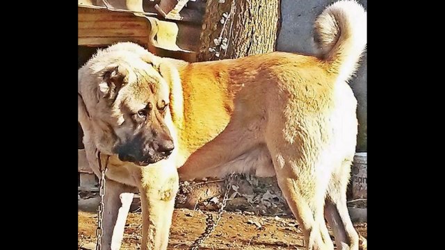satılık kangal yavruları iletişim için _ 0543 659 72 02