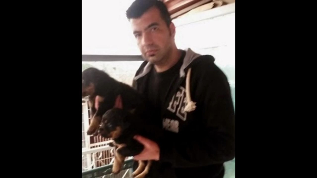 satılık rottweiler yavruları iletişim için _ 0543 659 72 02
