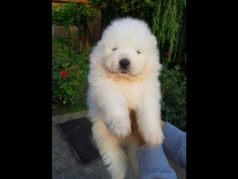 satılık samoyed yavruları iletişim için _ 0543 659 72 02