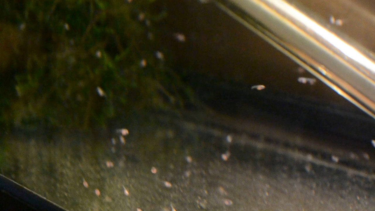 Alevins de 12 jours repro génération 5 Dragon