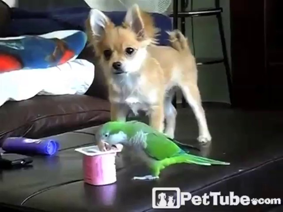 Puppy and Parrot Play Tug-O-Yogurt