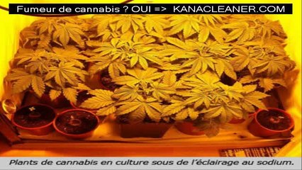 Astuce pour cultiver du cannabis chez soi