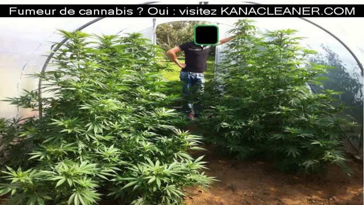 Comment peut-on produire de la weed dans son grenier