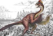 ‘Chicken From Hell' Dinosaur Officially Enters Science Community