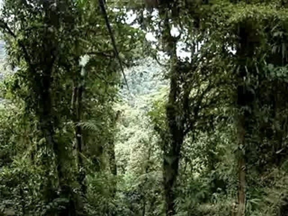 monteverde
