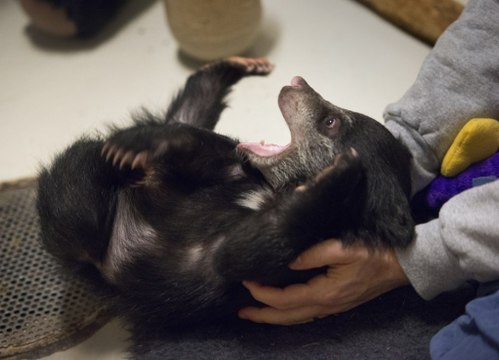 Sloth bear hand-reared at National Zoo