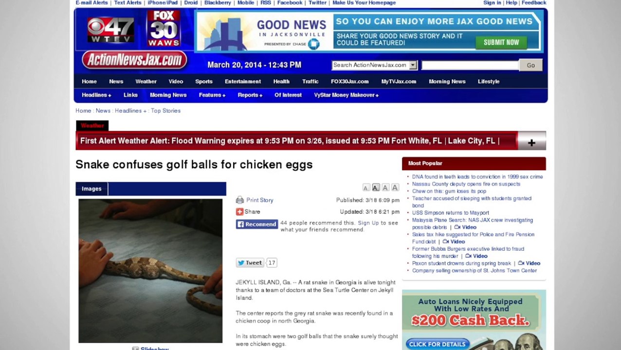 Snake Visits Chicken Coop, Eats Golf Balls Instead of Eggs video