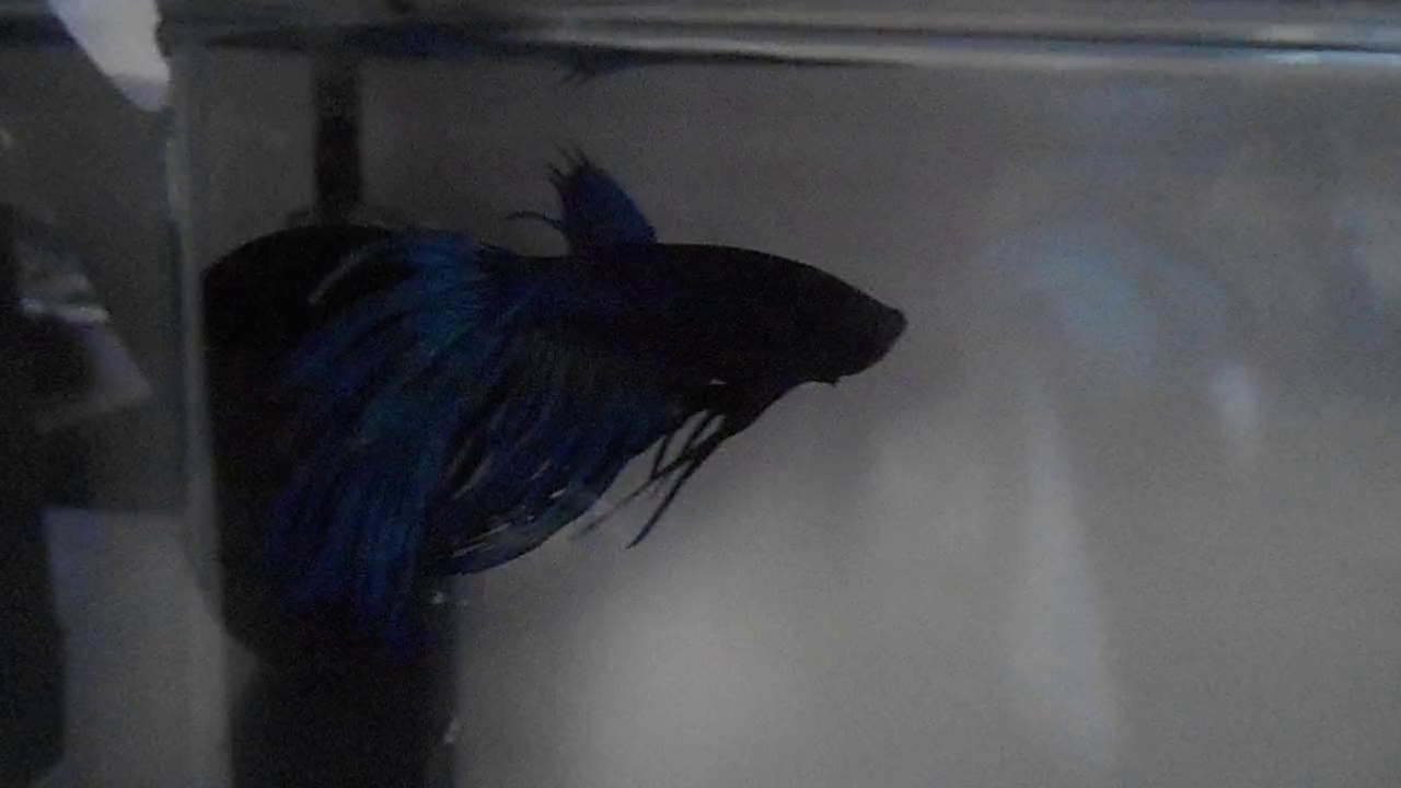 Maximus - Dorsale repoussée