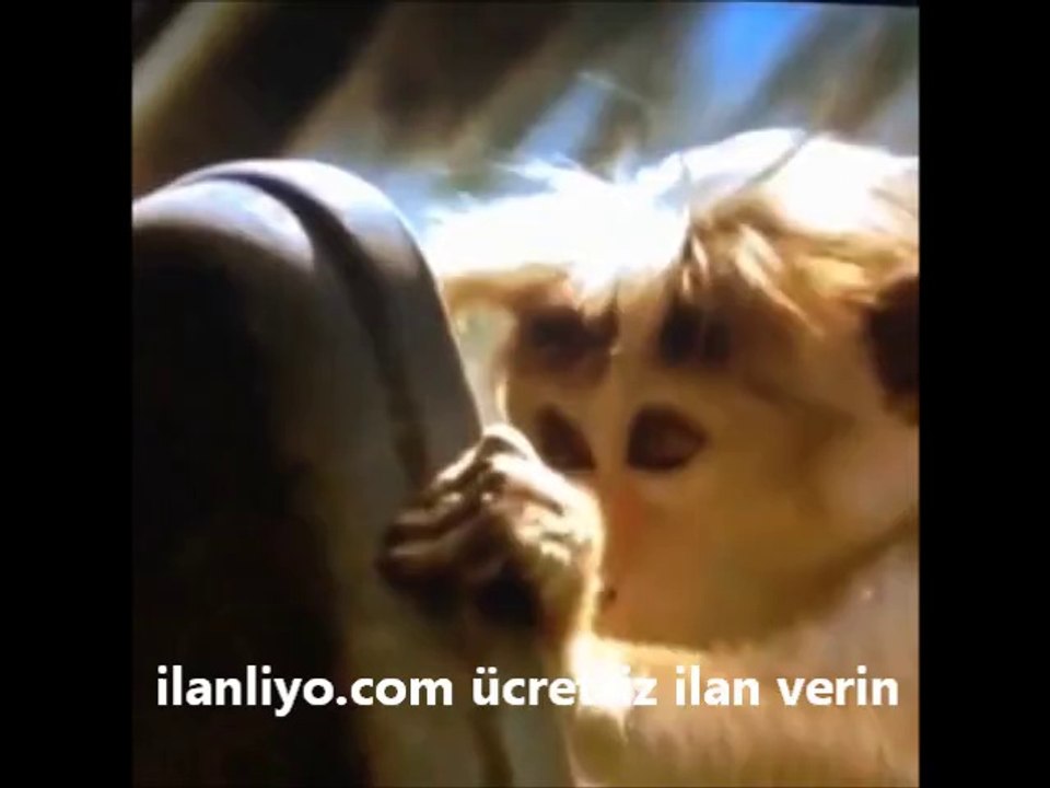 Kendini beğenmeyen maymun