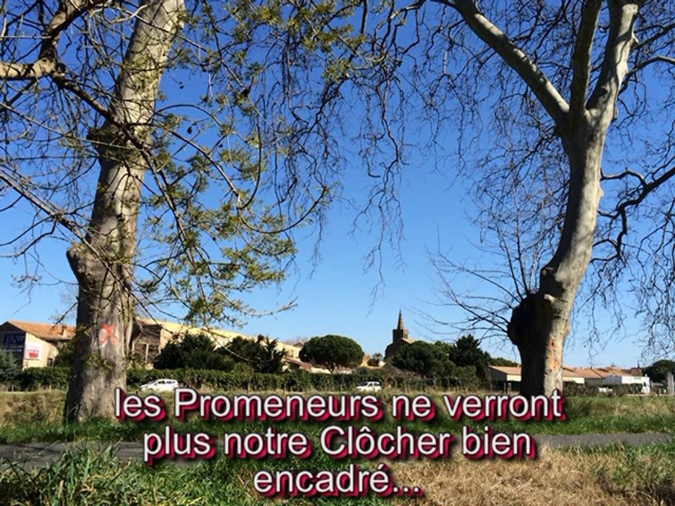 Canal du Midi - Abattages des Arbres-mars 2014