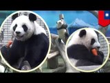 Naughty panda cub Yuan Zai steals carrots from her mother