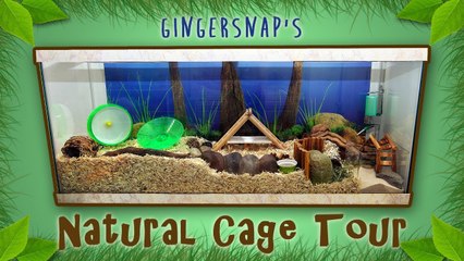 Gingersnap's Natural Cage Tour - March 2014