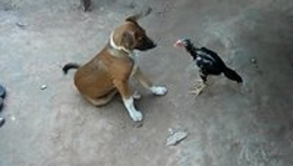 Pet chicken won't leave the dog alone