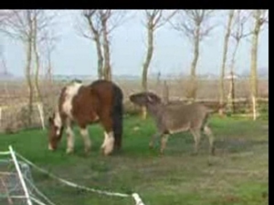 MORIS