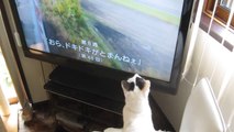 Cat Tries to Catch TV Birds