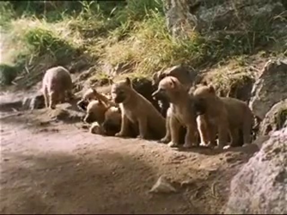 Royal Family - White Lions (Documentary)