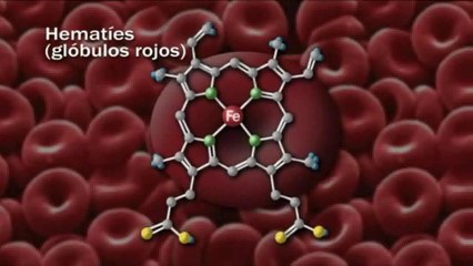 Nutricion: Los minerales (Angel Gil)
